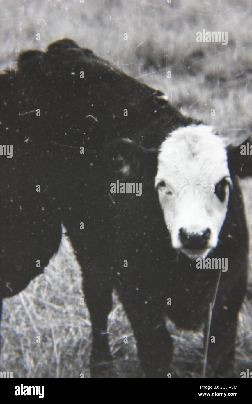 Fine anni '70 vintage fotografia in bianco e nero di una mandria di mucche, Bos taurus, pascolo nel pascolo vacca. Foto Stock