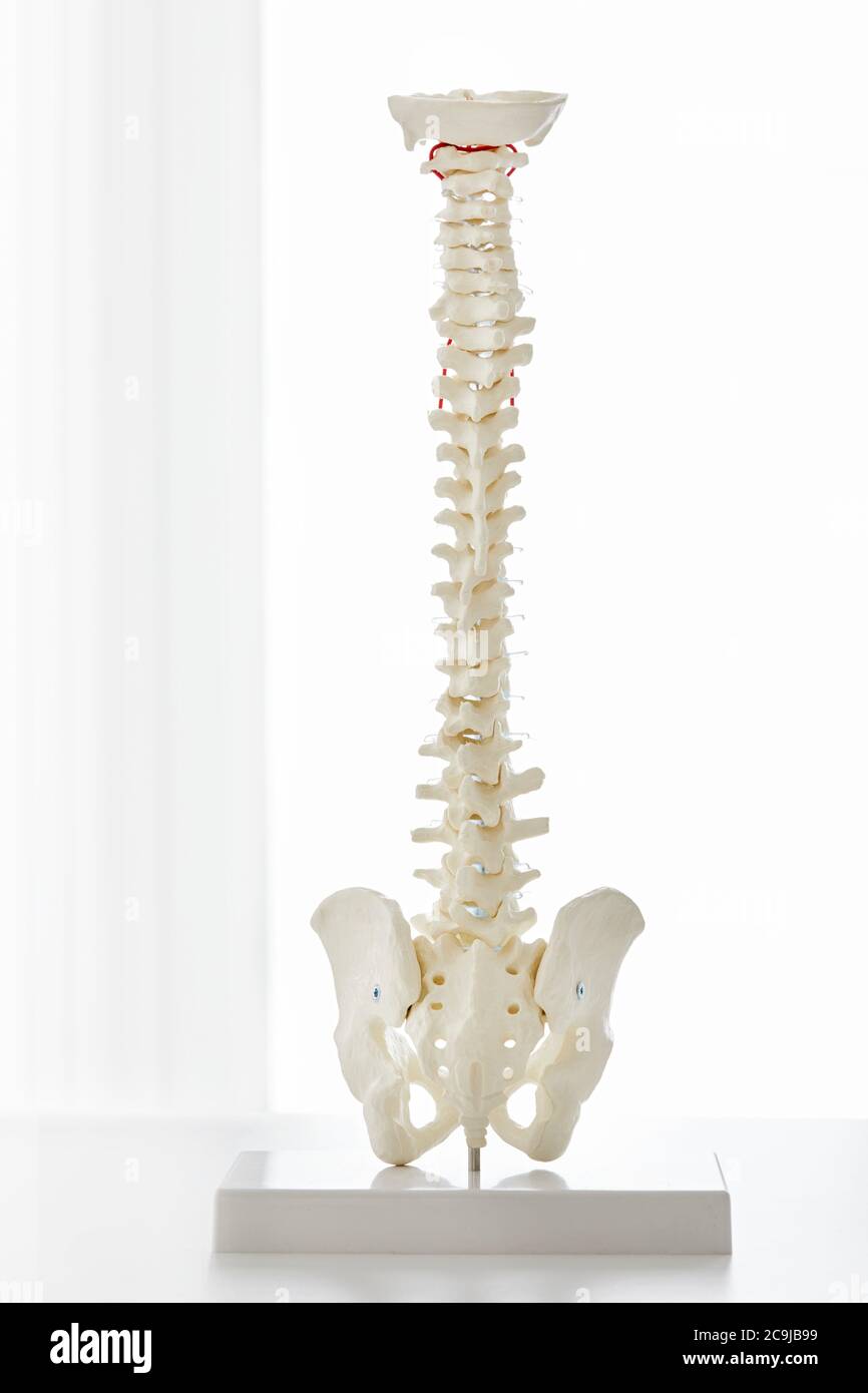 Modello della colonna vertebrale umana. Foto Stock