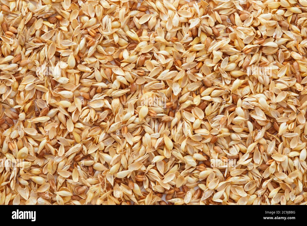 Grani di grano, telaio pieno. Foto Stock