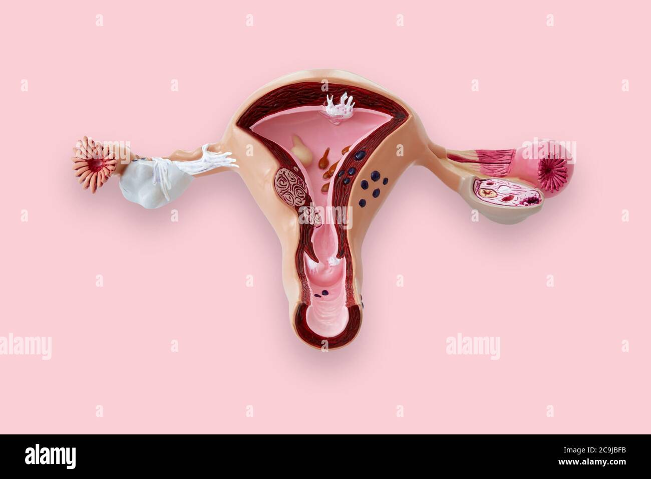 Modello del sistema riproduttivo femminile. Foto Stock