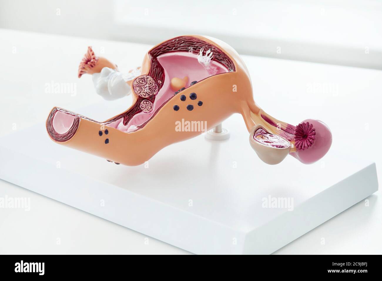 Modello del sistema riproduttivo femminile. Foto Stock