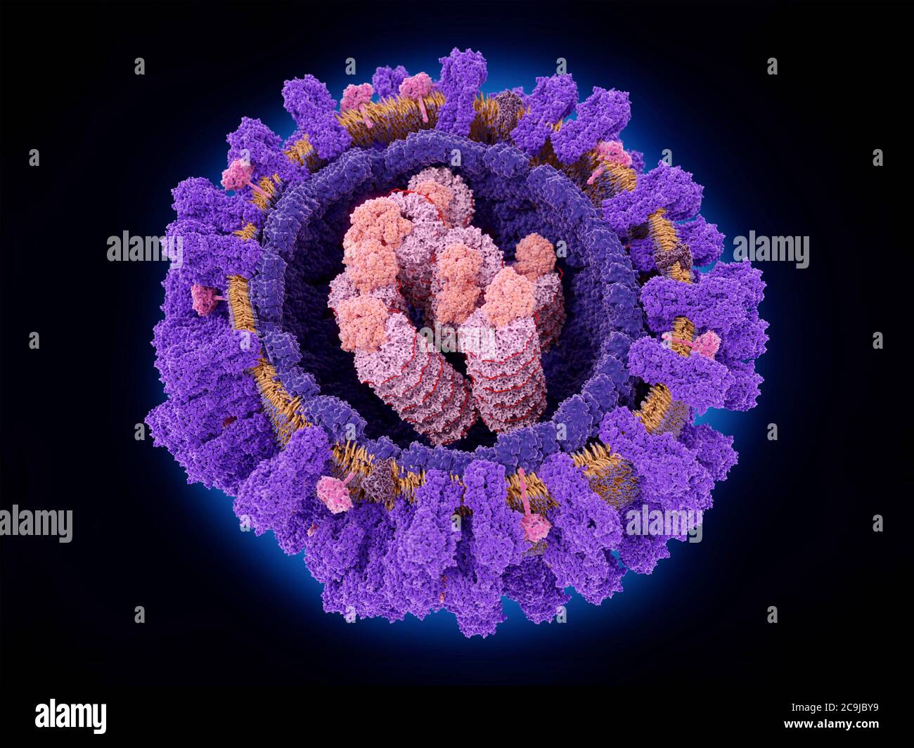 Illustrazione che mostra la struttura di un virus influenzale. Al nucleo del virus vi sono particelle ribonucleoproteiche che includono l'RNA virale (ribonu Foto Stock