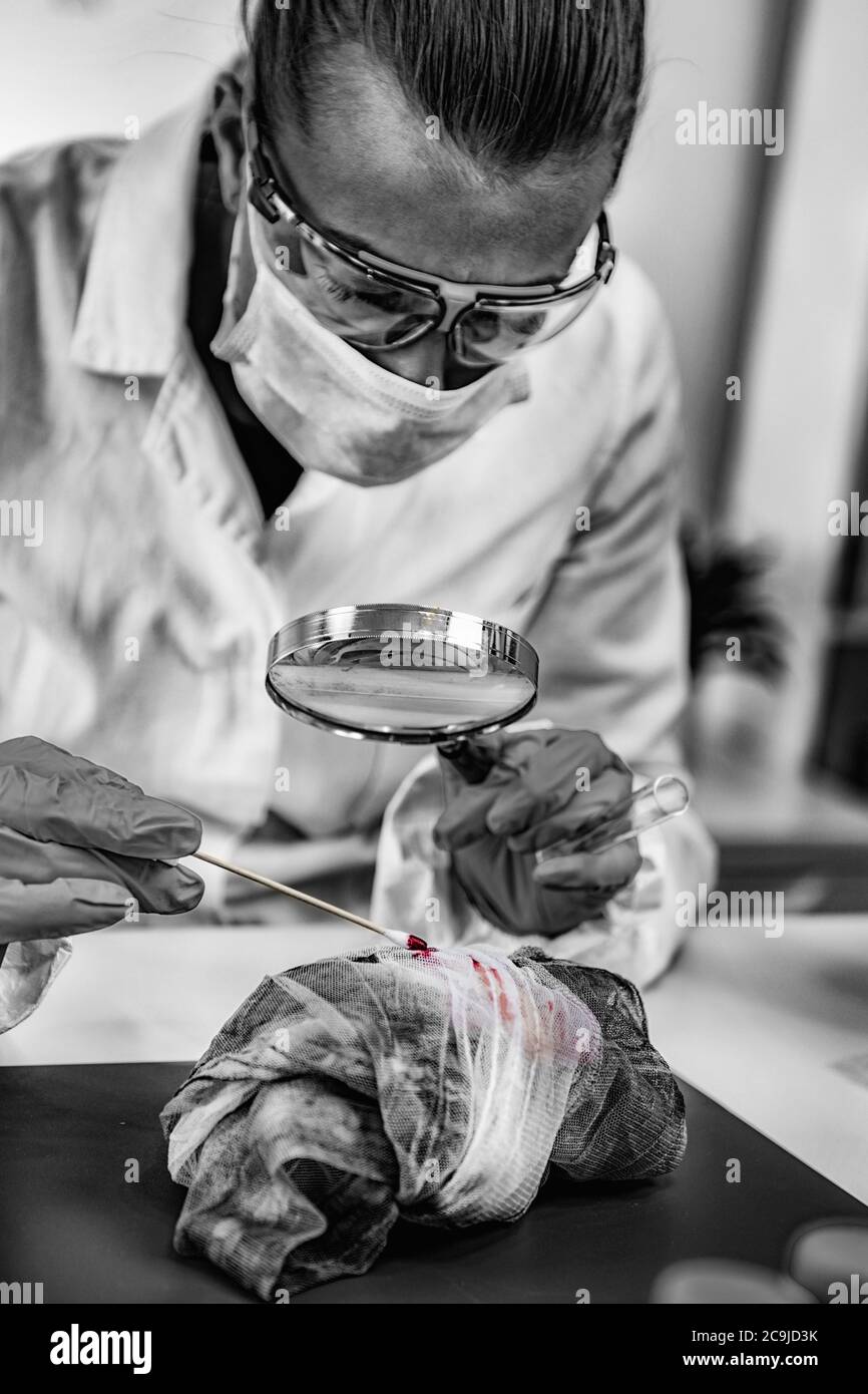 Analisi forense. Esperto di analisi forense pezzo di panno con lente d'ingrandimento. Foto Stock