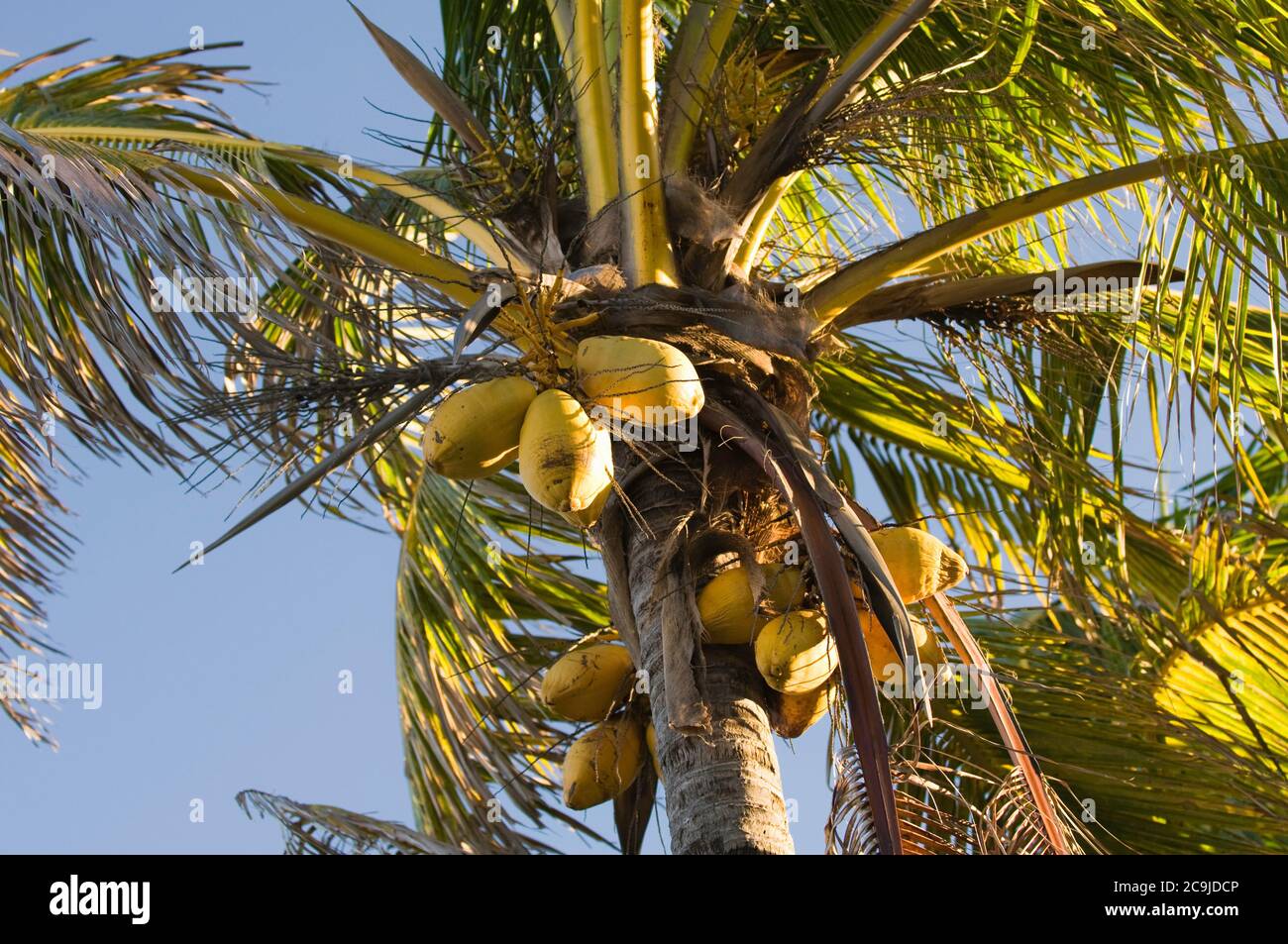 Palme da cocco. Luce solare che colpisce le noci di cocco, forte contrasto, filtro polarizzante. Foto Stock