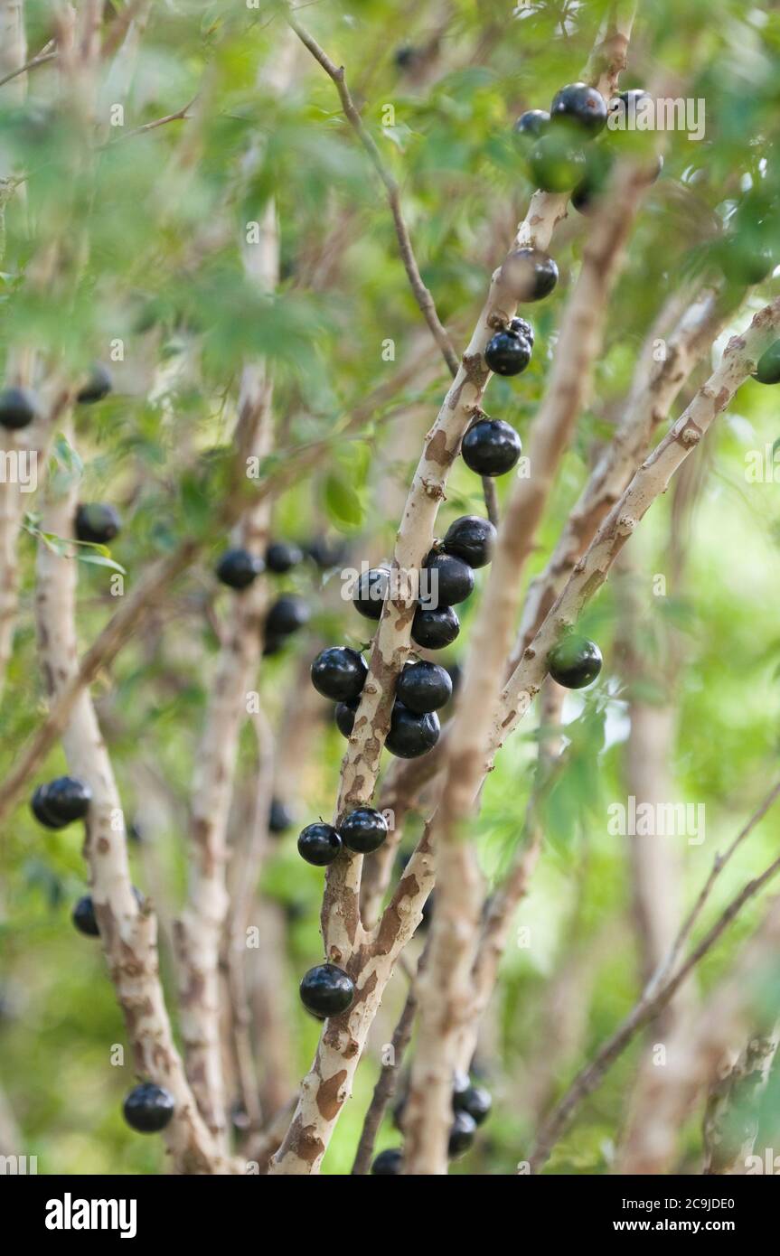 Frutta Jabuticaba o albero d'uva brasiliano. Foto Stock