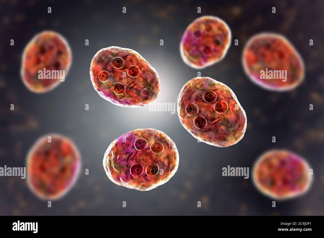 Cisti di Giardia intestinalis protozoan, precedentemente noto come G. lamblia o lamblia intestinalis, computer illustration, UN parassita flagellato che riprodigano Foto Stock