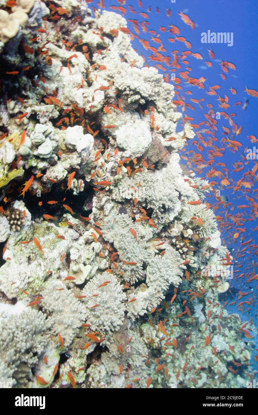 Massiccia formazione di coralli che attrae pesci tropicali in gran numero. Foto Stock