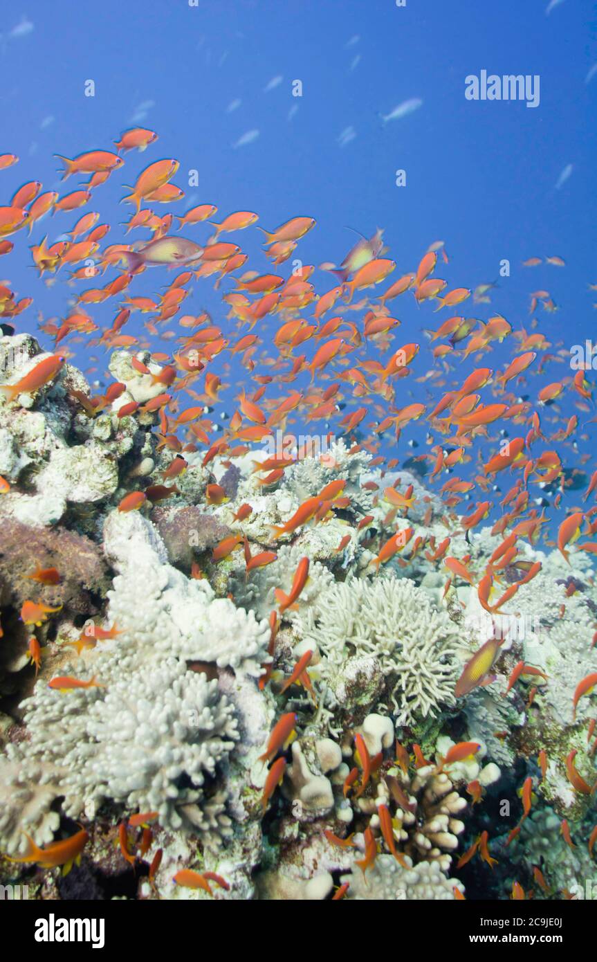 Grande scuola di pesci d'oro che nuotano sui coralli. Grandangolo, messa a fuoco selettiva. Foto Stock