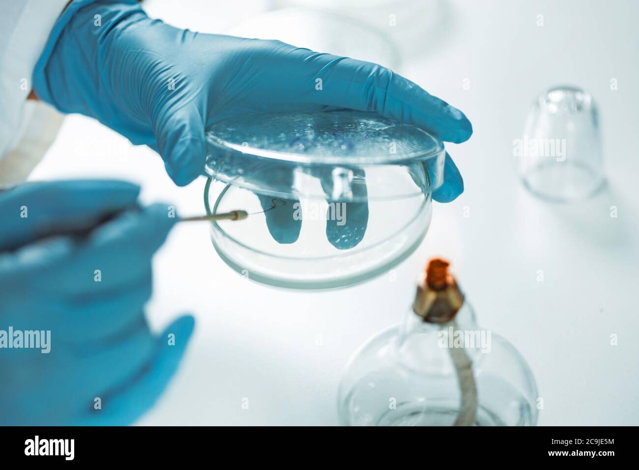 Microbiologia. Mani di un microbiologo che inocula agar nutritivo. Foto Stock