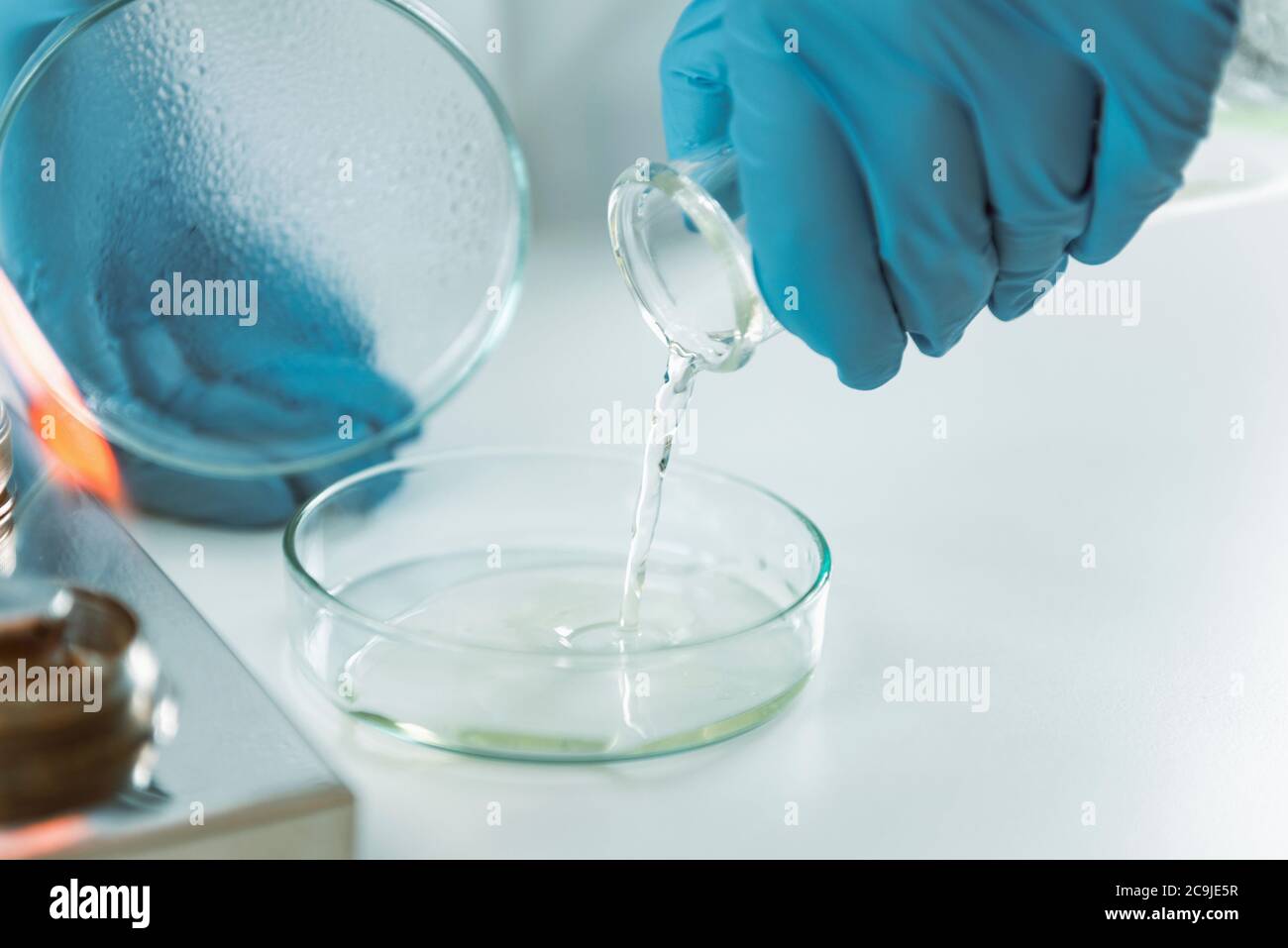 Microbiologia. Mani di un microbiologo che versano agar in una capsula di Petri. Foto Stock