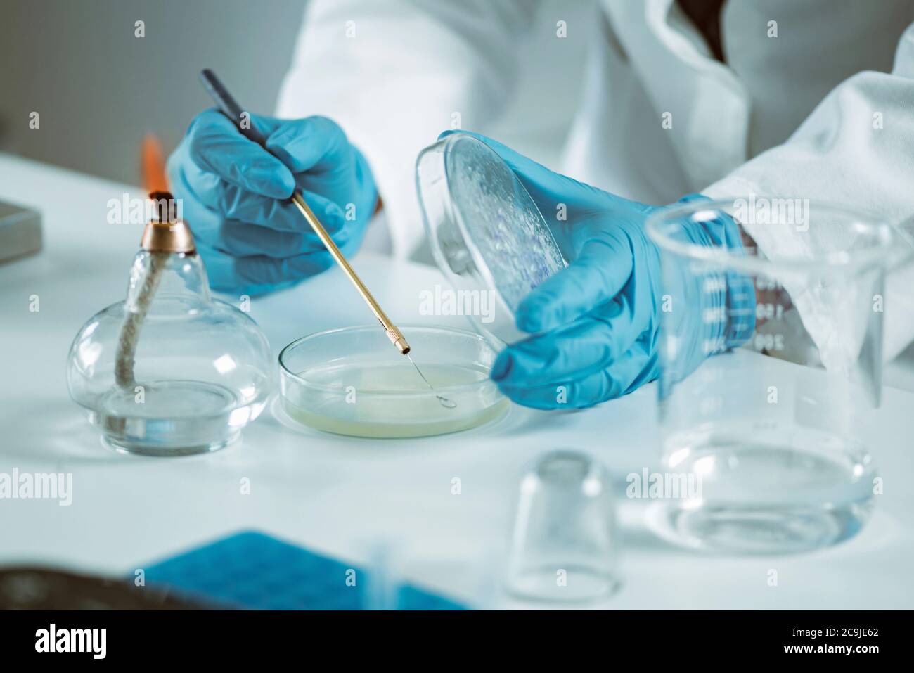 Microbiologia. Mani di un microbiologo che inocula agar nutritivo. Foto Stock
