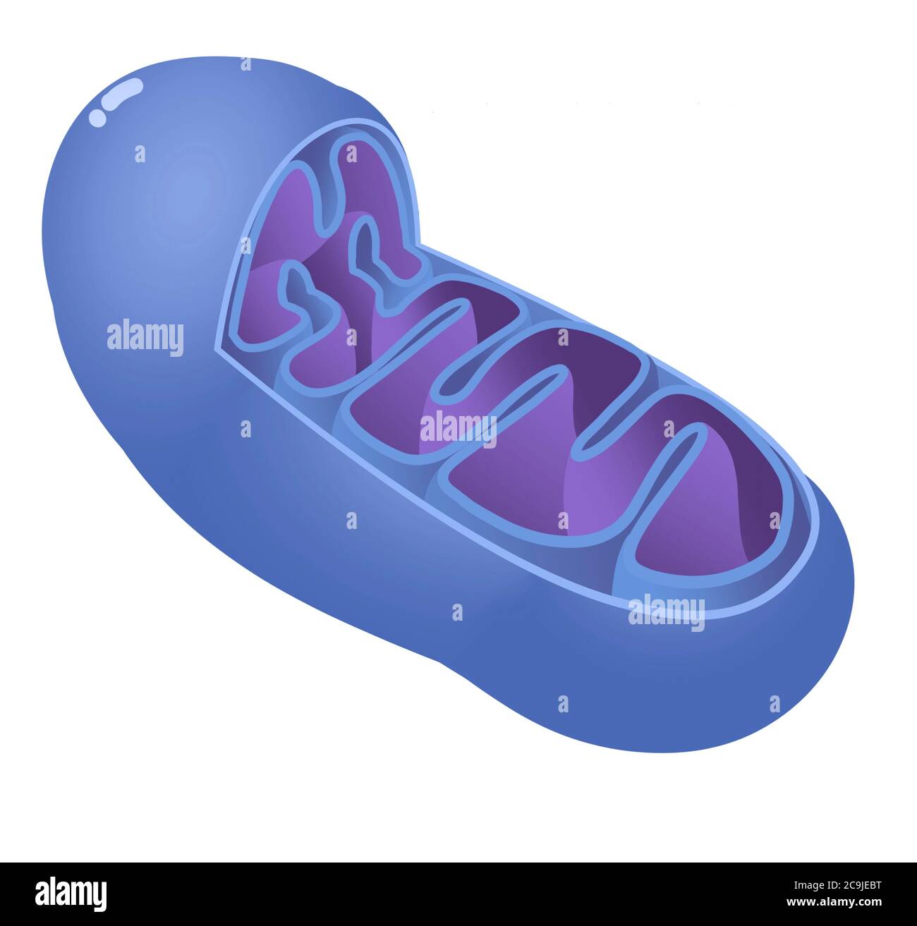 Illustrazione del computer che mostra un mitocondrio. Si osservano la membrana esterna, la membrana interna e le cristae (pieghe). Foto Stock