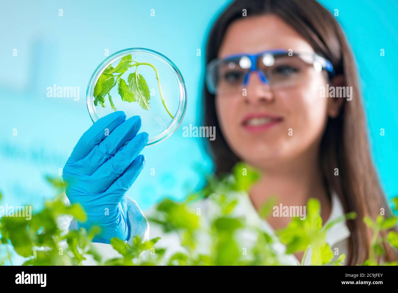 Botanico che esamina i campioni di pianta in piastra di Petri. Foto Stock