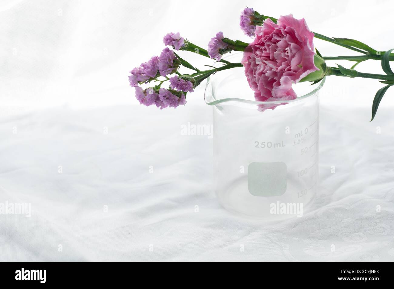 fiore naturale rosa viola con bicchiere in vetro scientifico su sfondo bianco cosmetico da laboratorio Foto Stock