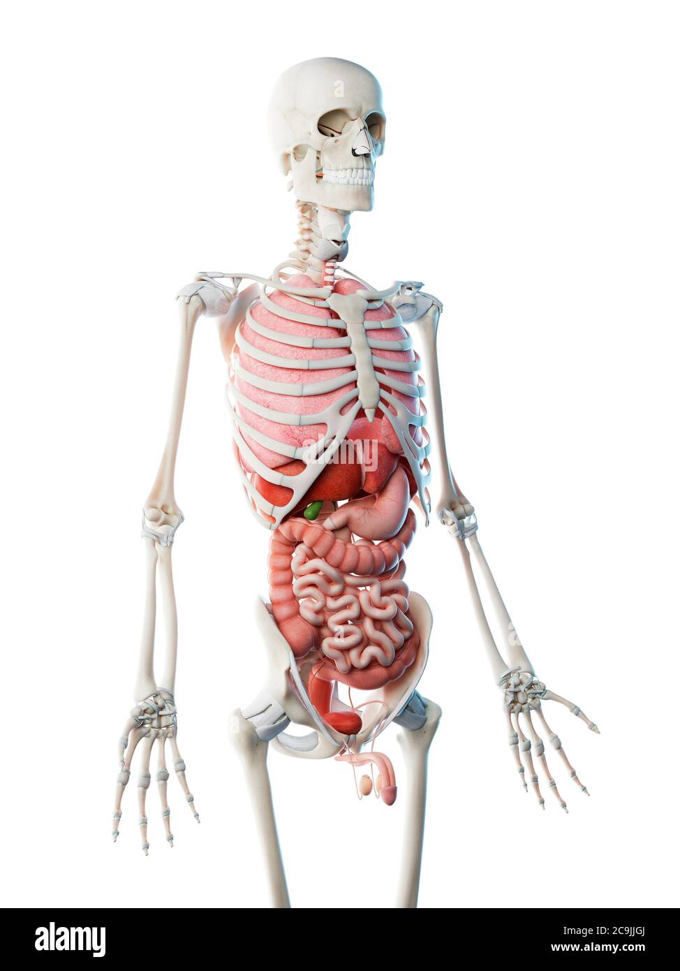 Anatomia maschile, illustrazione del computer. Foto Stock
