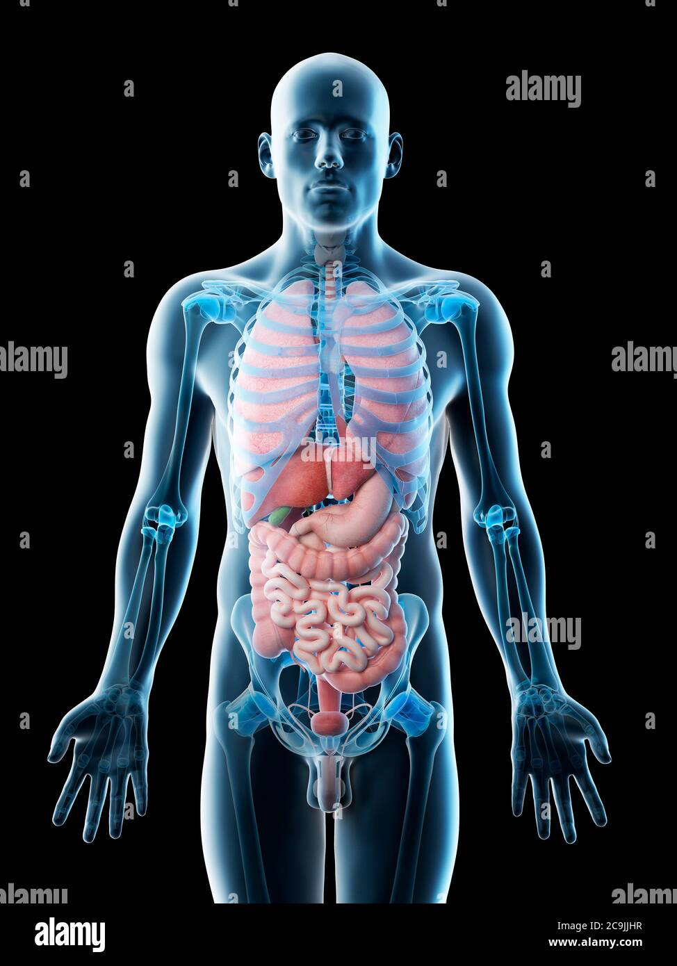 Anatomia maschile, illustrazione del computer. Foto Stock