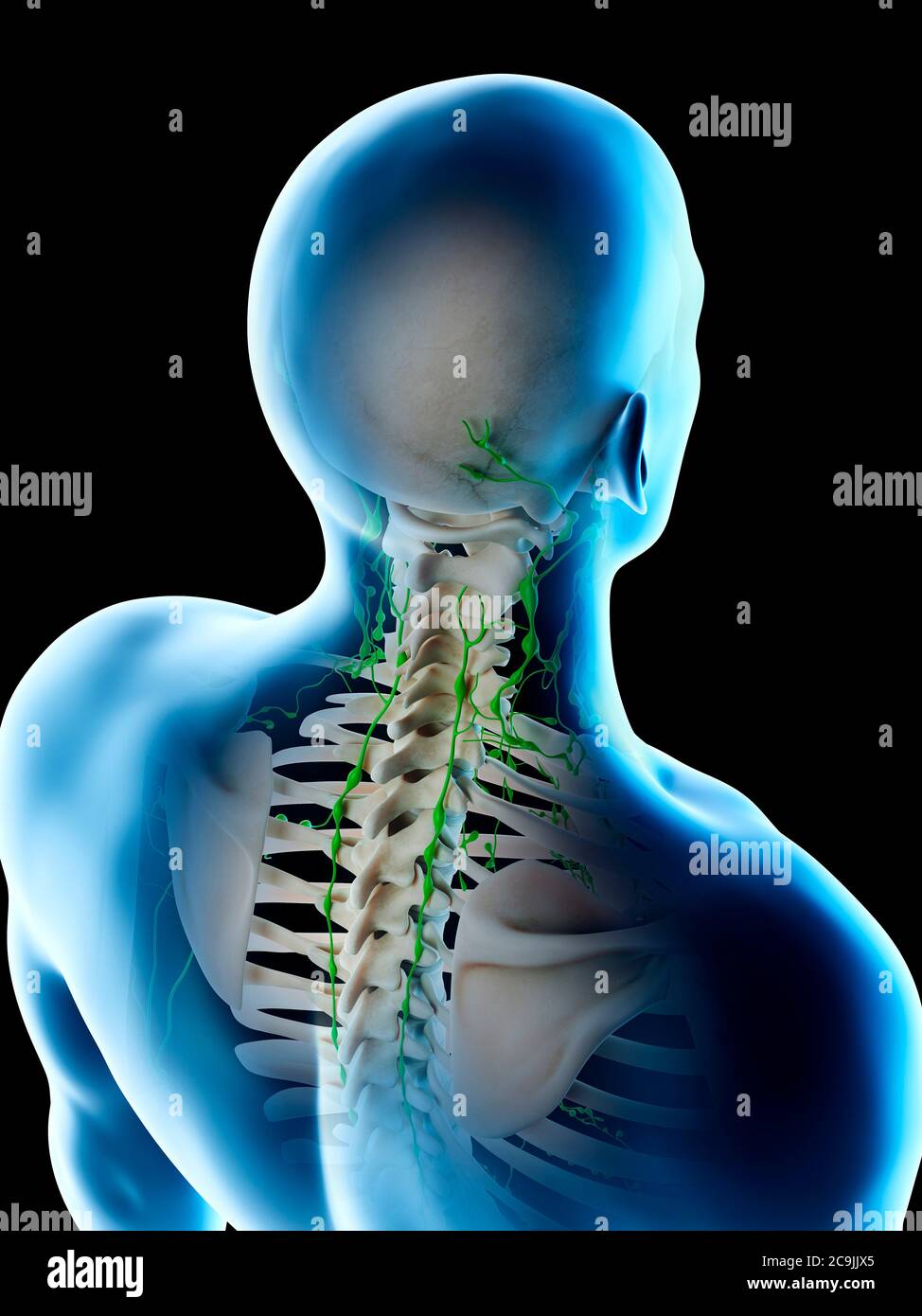 Linfonodi della schiena e del collo, illustrazione del computer Foto stock  - Alamy