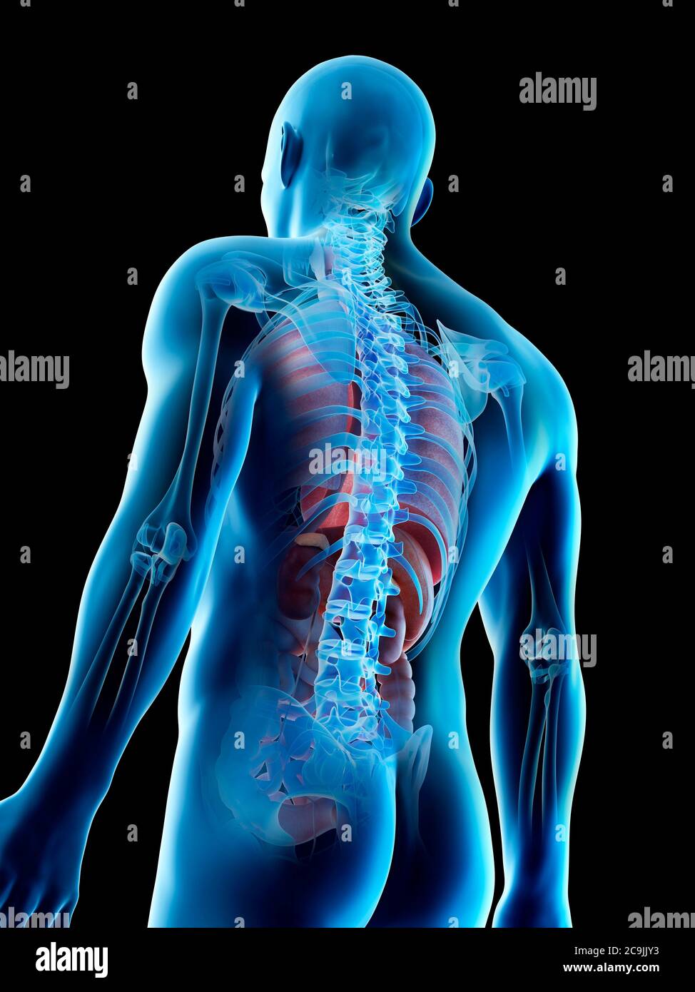 Anatomia maschile, illustrazione del computer. Foto Stock