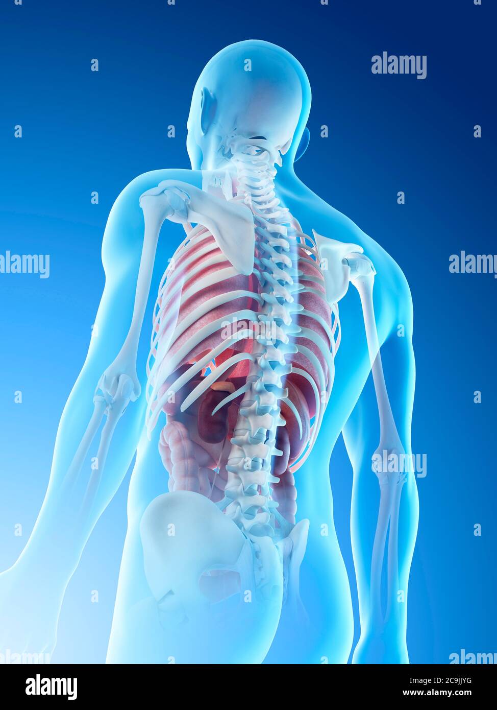 Anatomia maschile, illustrazione del computer. Foto Stock