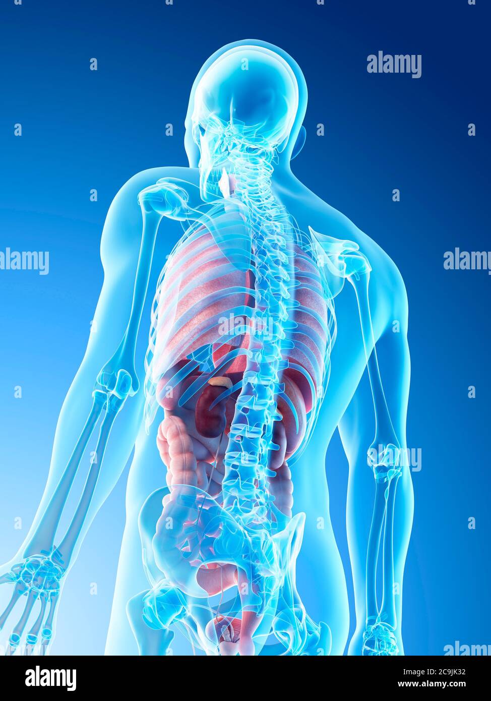 Anatomia maschile, illustrazione del computer. Foto Stock