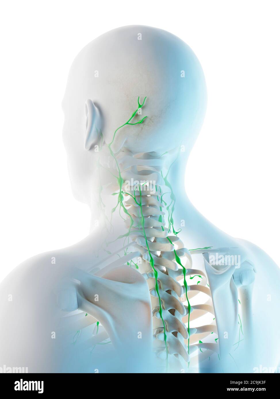 Linfonodi della testa e del collo, illustrazione del computer Foto stock -  Alamy
