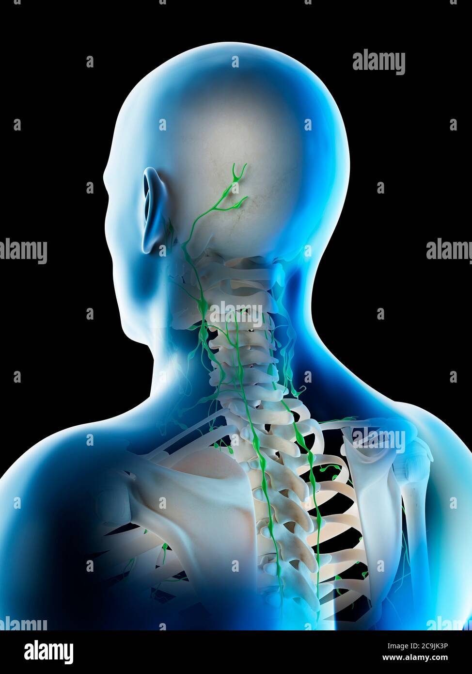 Linfonodi head neck immagini e fotografie stock ad alta risoluzione Alamy
