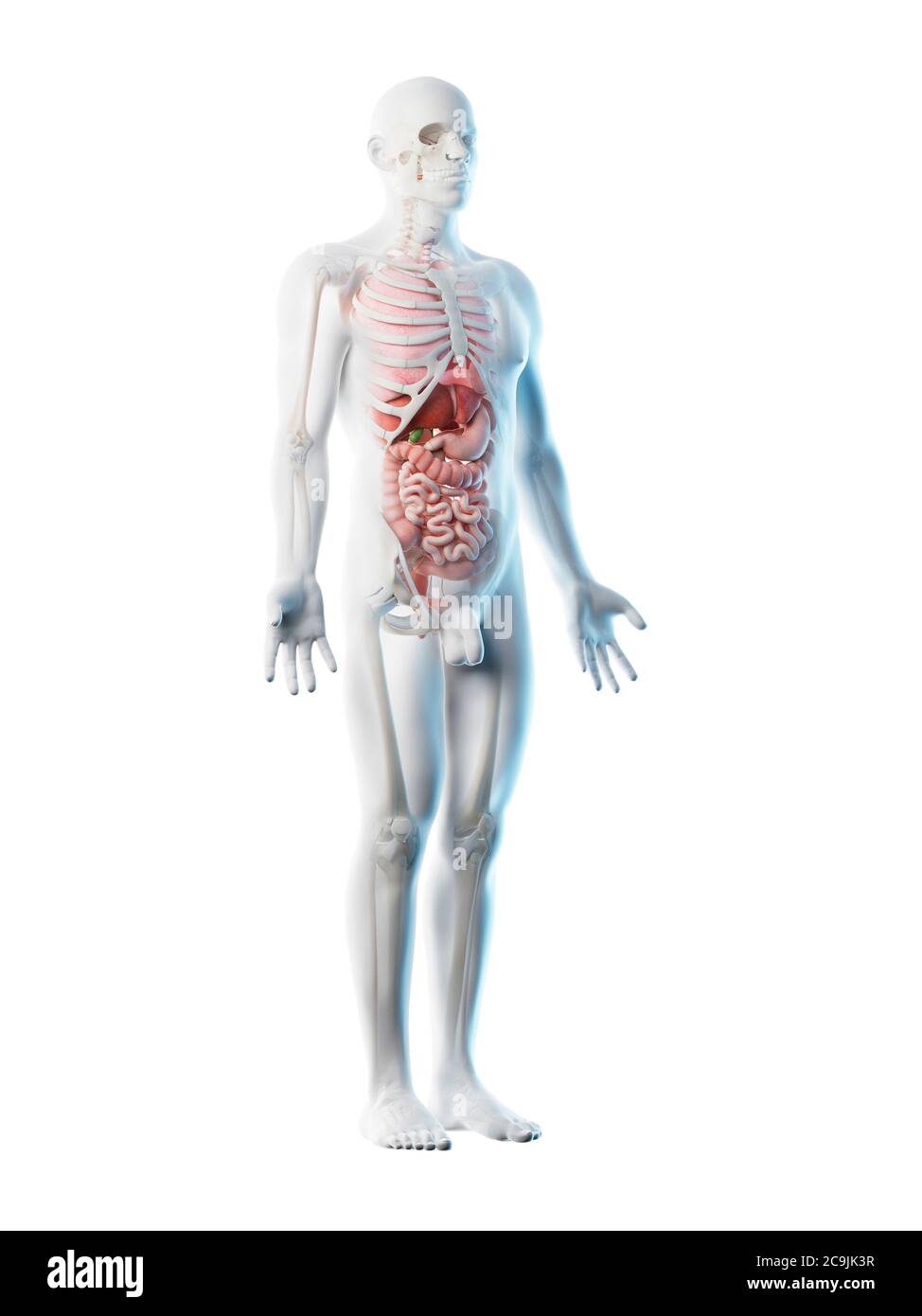 Anatomia maschile, illustrazione del computer. Foto Stock