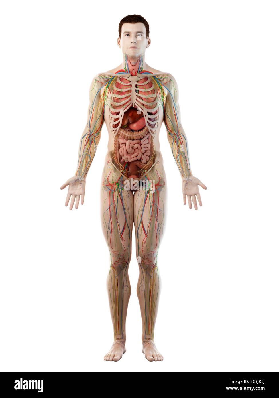 Anatomia maschile, illustrazione del computer. Foto Stock