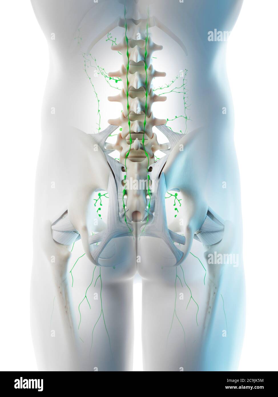 Linfonodi del bacino, illustrazione del computer. Foto Stock