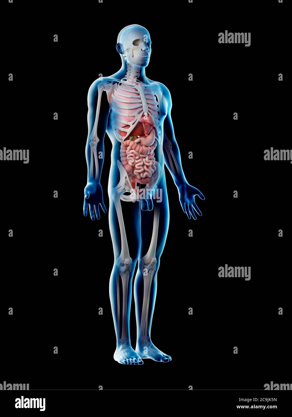 Anatomia maschile, illustrazione del computer. Foto Stock
