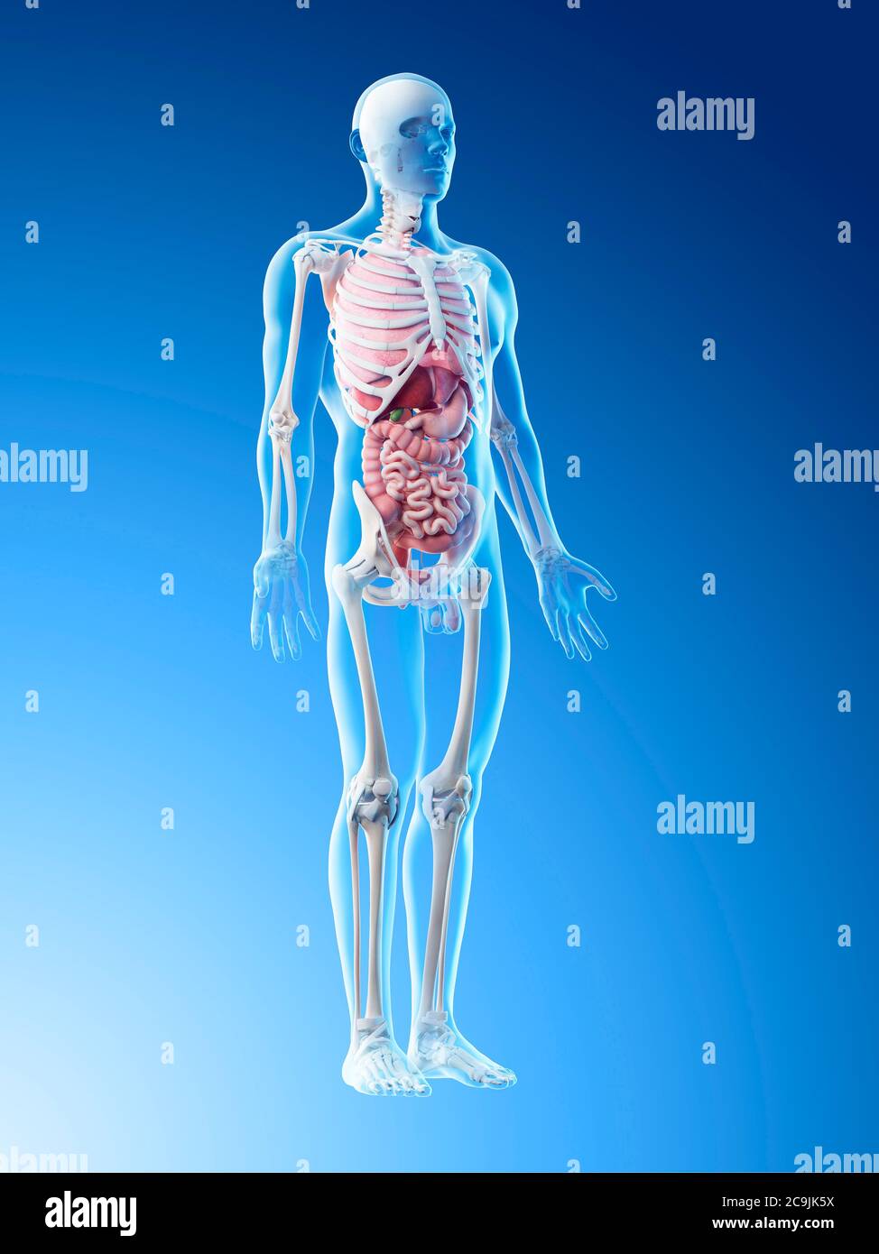 Anatomia maschile, illustrazione del computer. Foto Stock