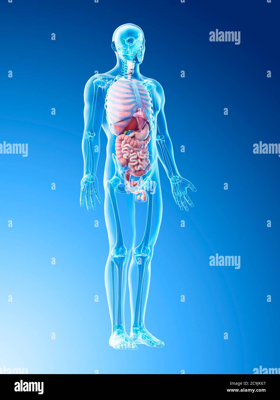 Anatomia maschile, illustrazione del computer. Foto Stock