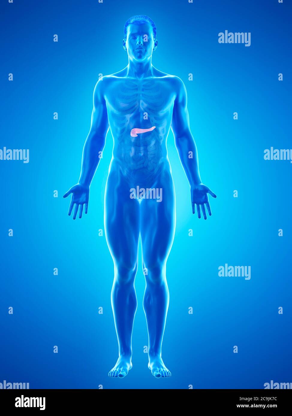 Anatomia del pancreas, illustrazione del computer. Foto Stock