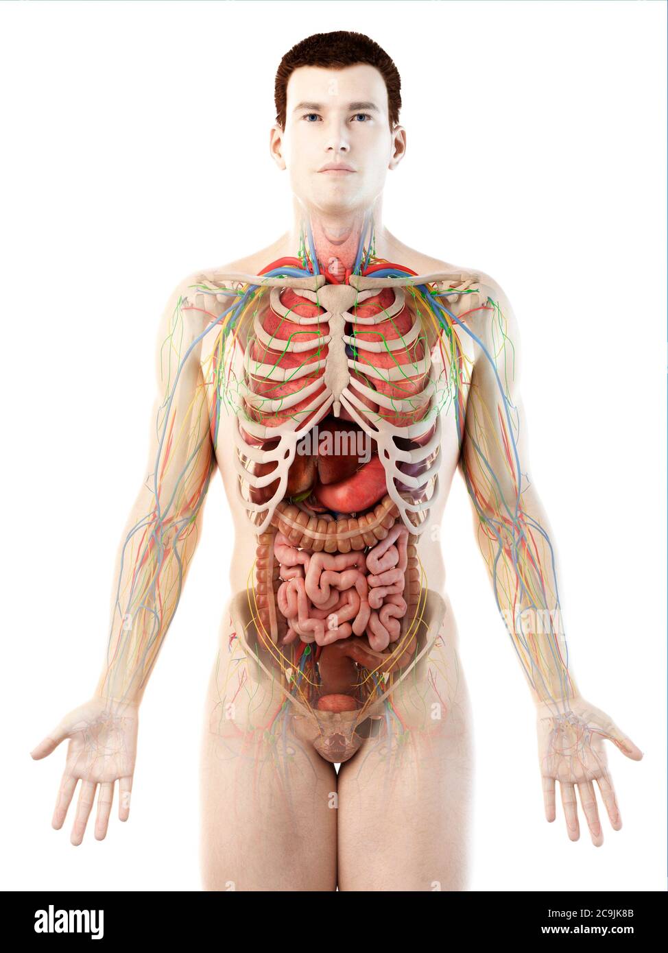 Anatomia maschile, illustrazione del computer. Foto Stock