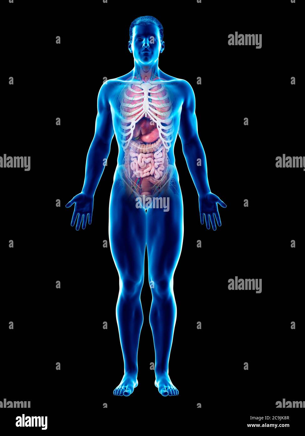 Anatomia maschile, illustrazione del computer. Foto Stock