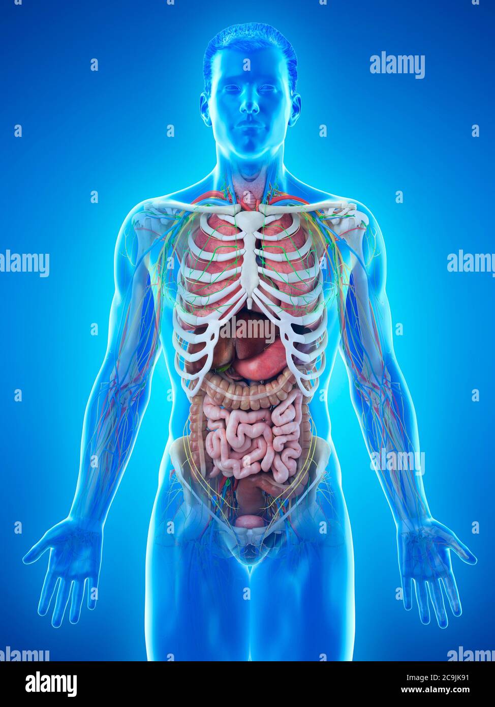 Anatomia maschile, illustrazione del computer. Foto Stock