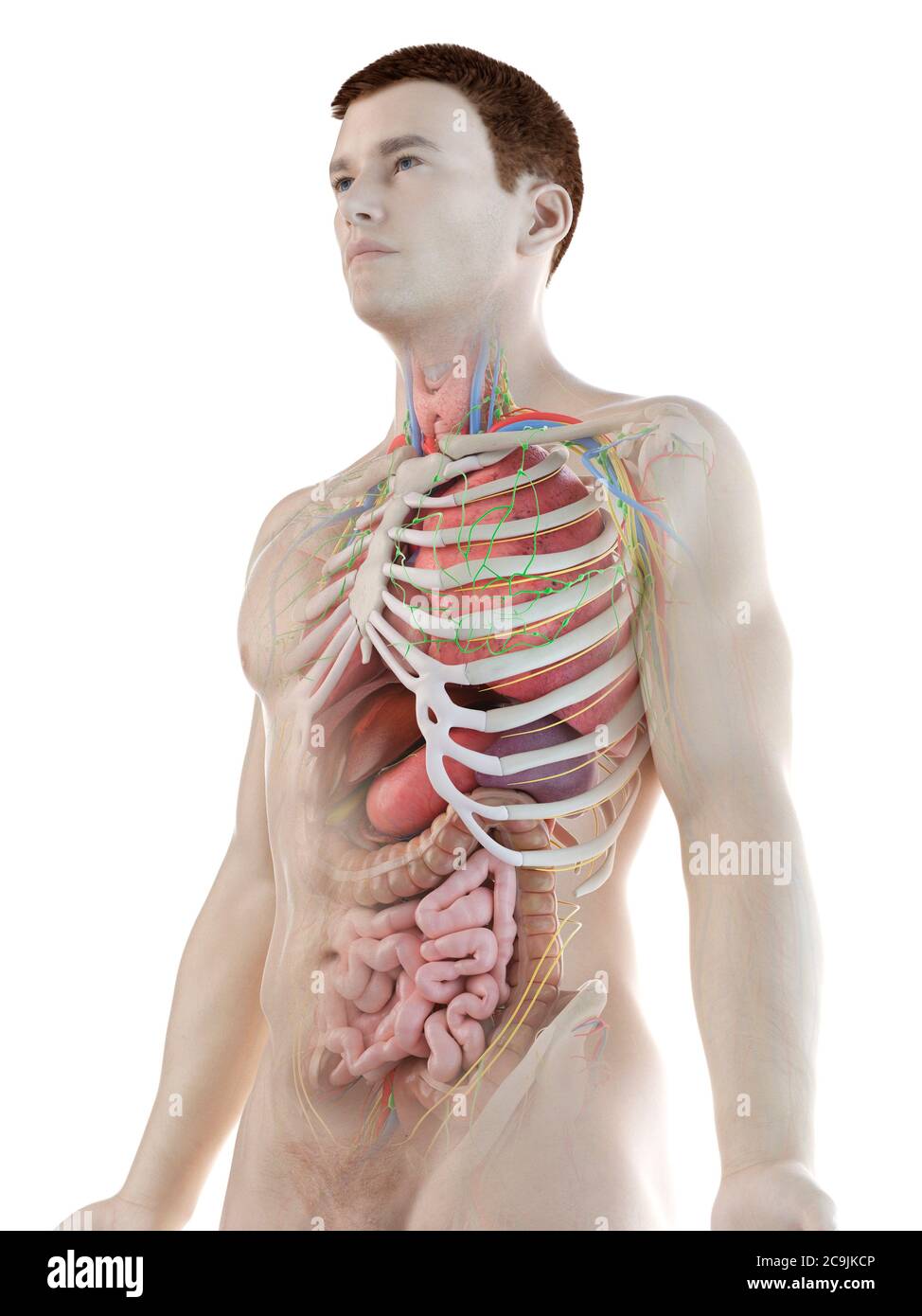 Anatomia maschile, illustrazione del computer. Foto Stock