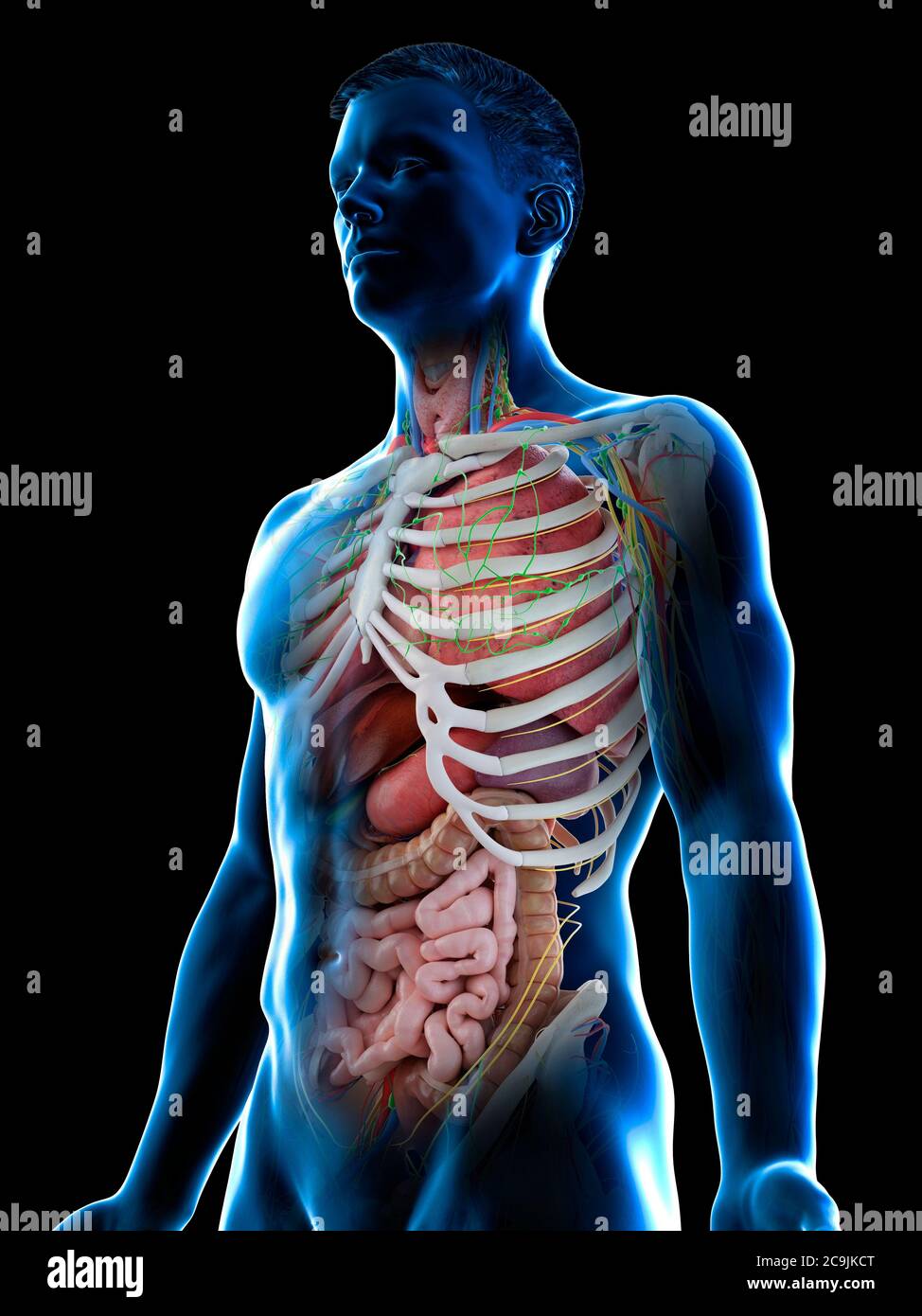 Anatomia maschile, illustrazione del computer. Foto Stock