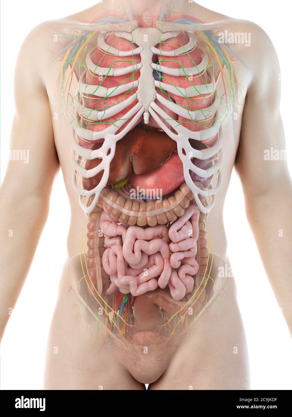 Anatomia maschile, illustrazione del computer. Foto Stock