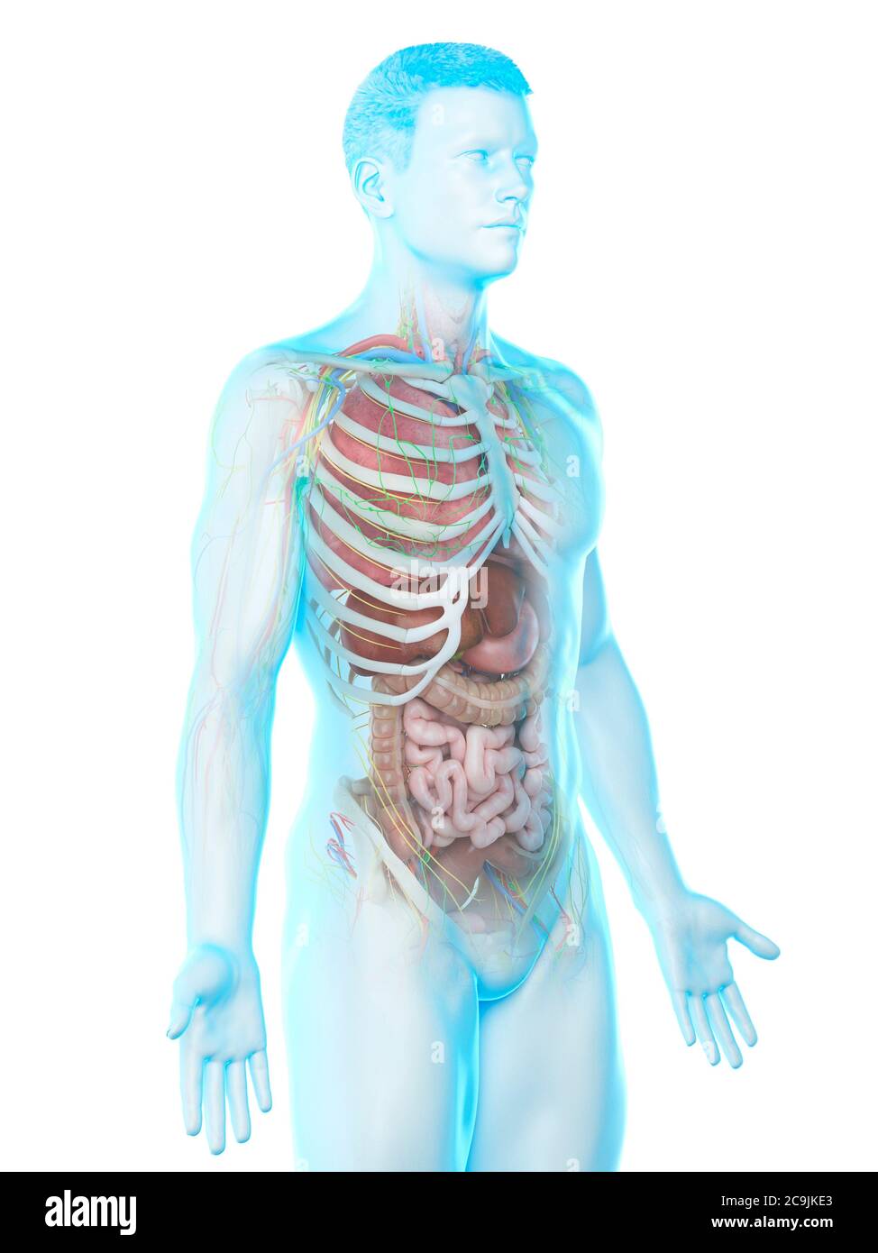 Anatomia maschile, illustrazione del computer. Foto Stock