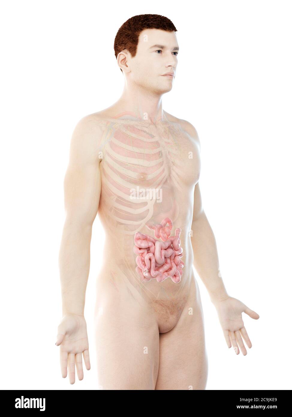 Il piccolo intestino, illustrazione del computer. Foto Stock