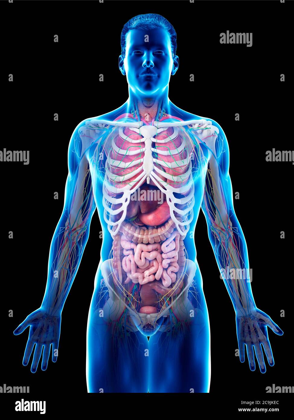 Anatomia maschile, illustrazione del computer. Foto Stock