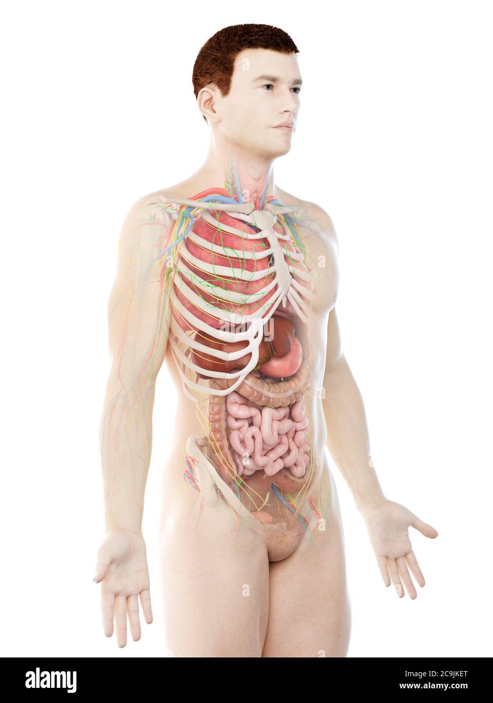 Anatomia maschile, illustrazione del computer. Foto Stock