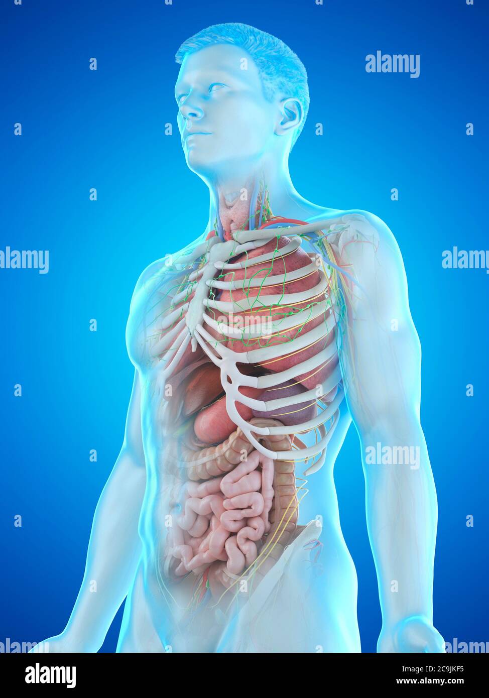 Anatomia maschile, illustrazione del computer. Foto Stock