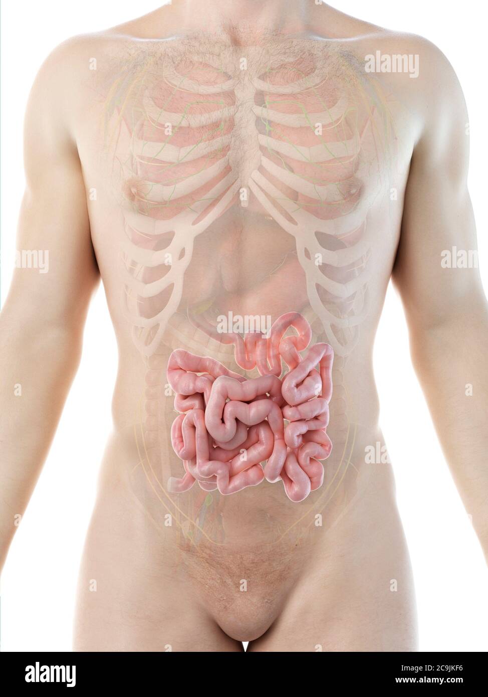 Il piccolo intestino, illustrazione del computer. Foto Stock