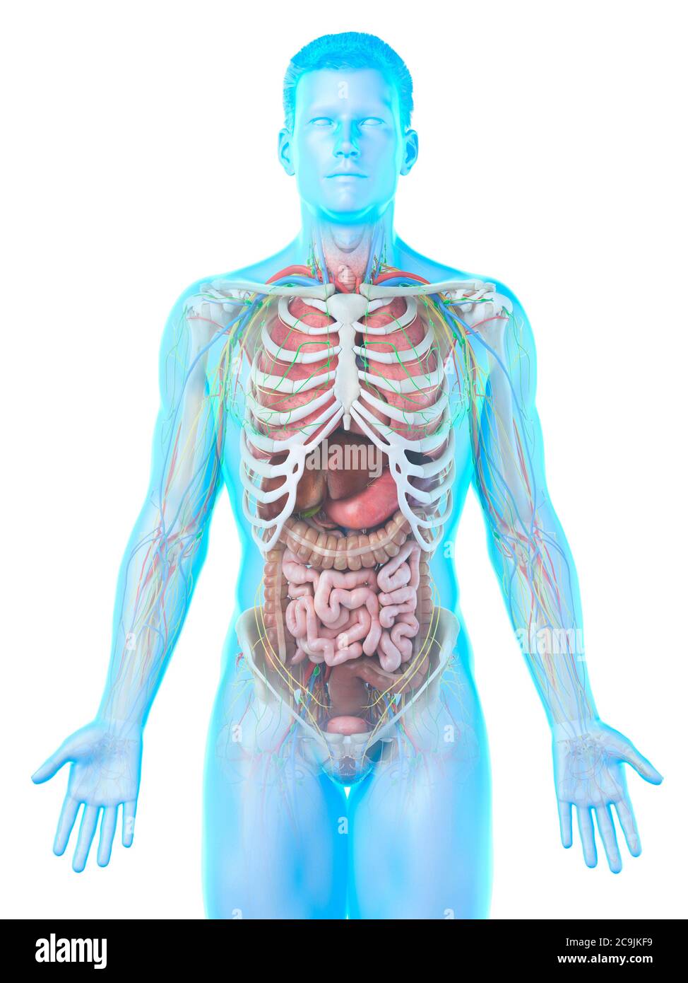 Anatomia maschile, illustrazione del computer. Foto Stock