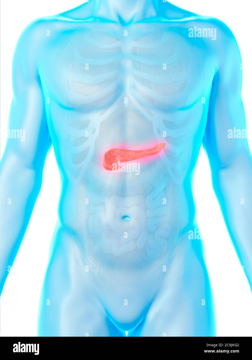 Anatomia del pancreas, illustrazione del computer. Foto Stock