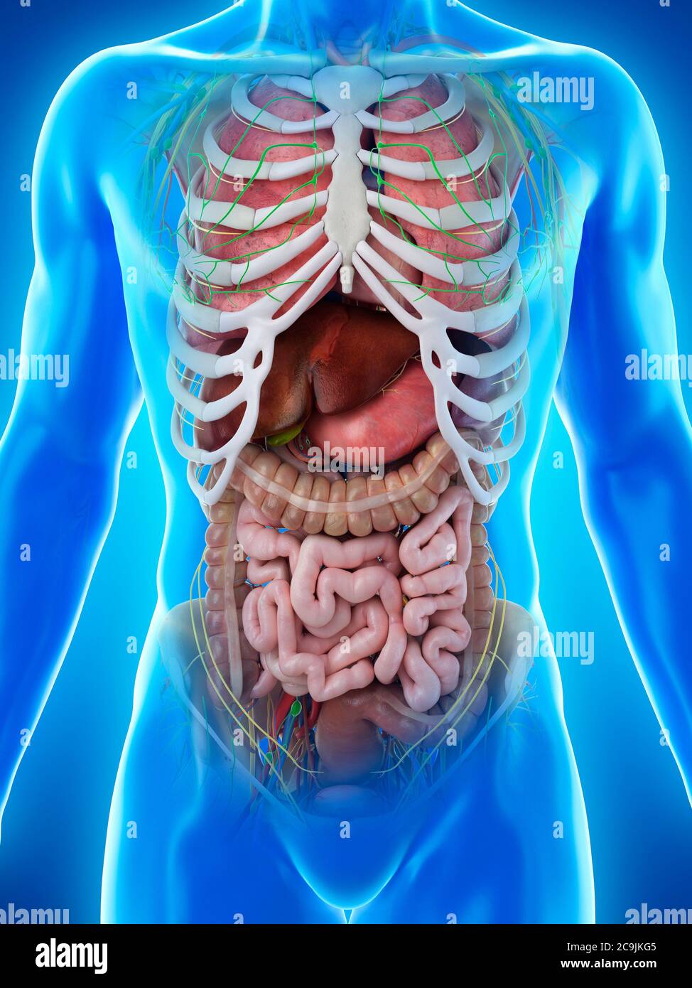 Anatomia maschile, illustrazione del computer. Foto Stock