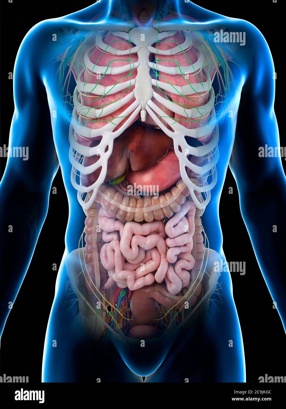 Anatomia maschile, illustrazione del computer. Foto Stock