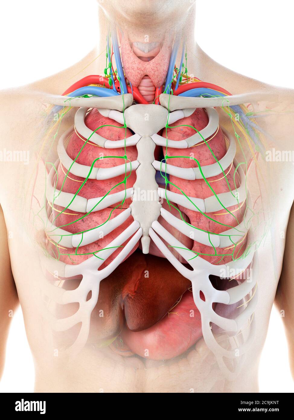Anatomia maschile, illustrazione del computer. Foto Stock